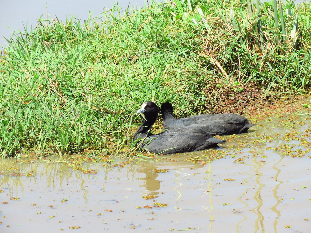 Red-knobbed Coot - Anonymous