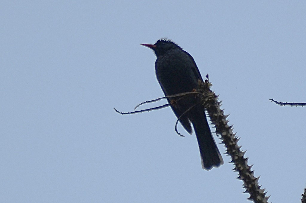 Square-tailed Bulbul (Indian) - ML58940581
