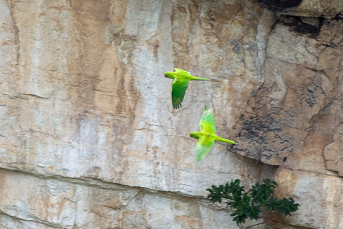 Meksika Yeşil Papağanı - ML589406221