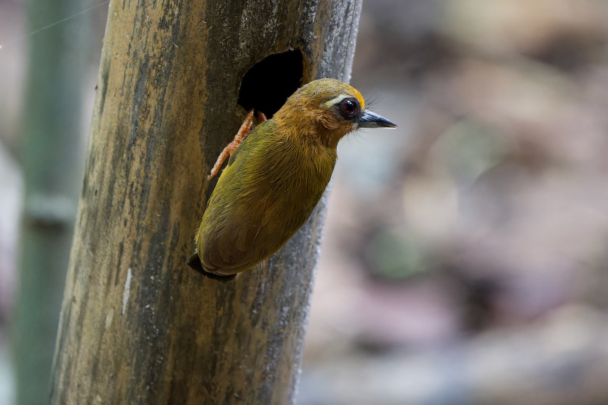 White-browed Piculet - ML589408241