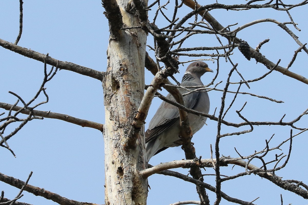 Band-tailed Pigeon - ML589410241