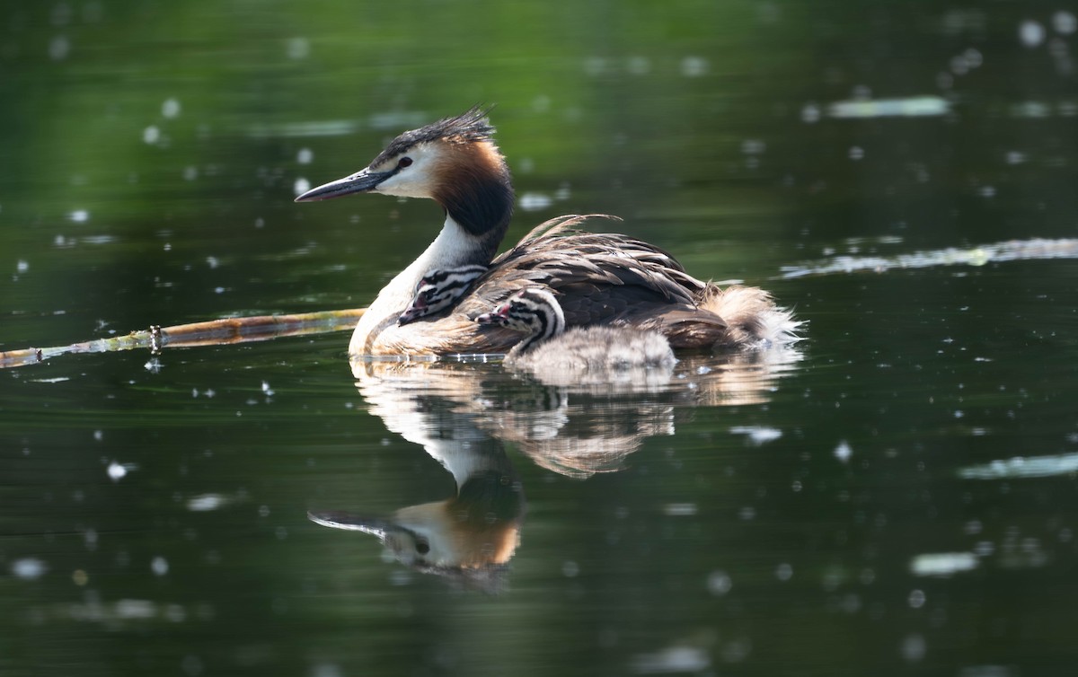 Great Crested Grebe - ML589410361