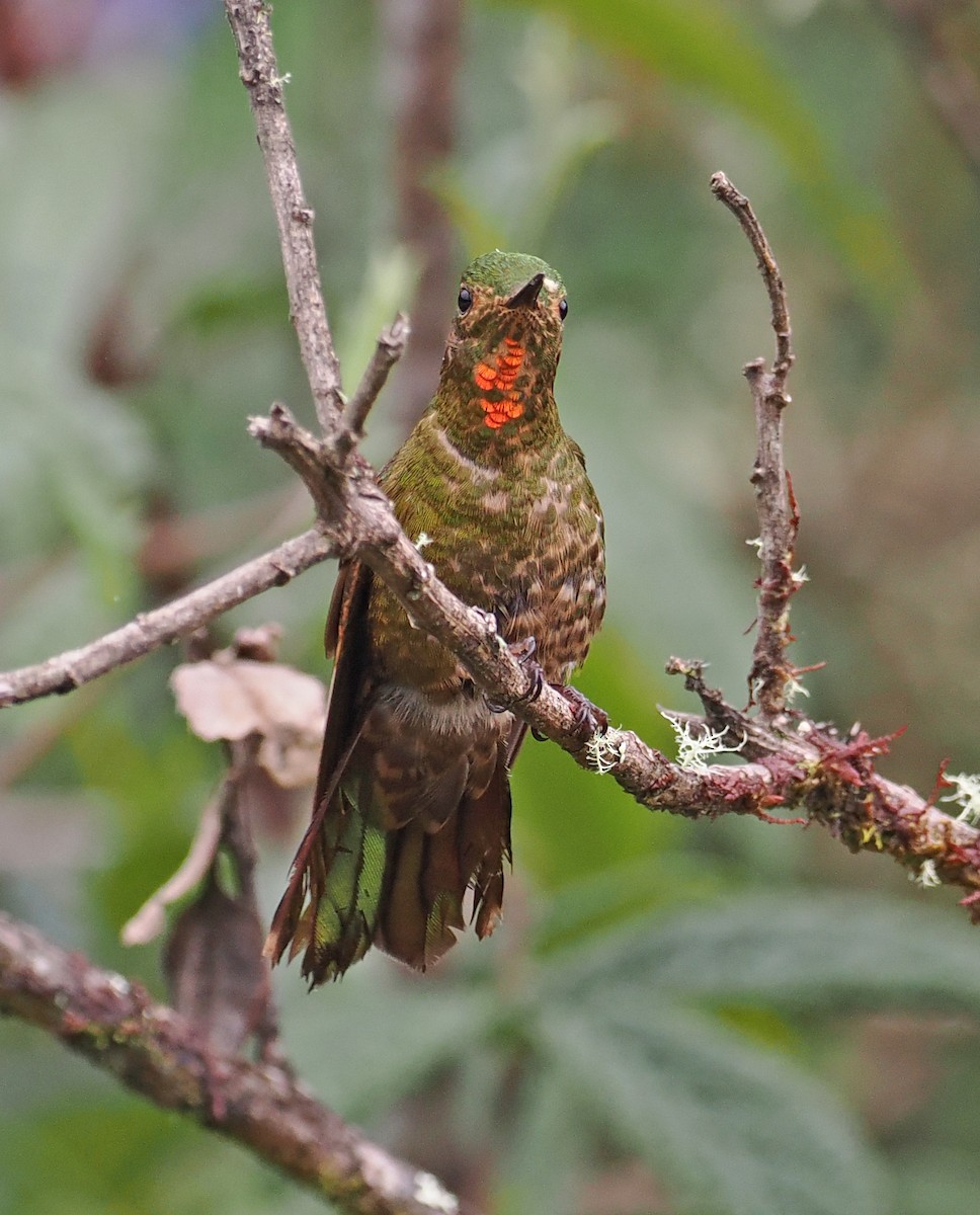 Fire-throated Metaltail - ML589411181