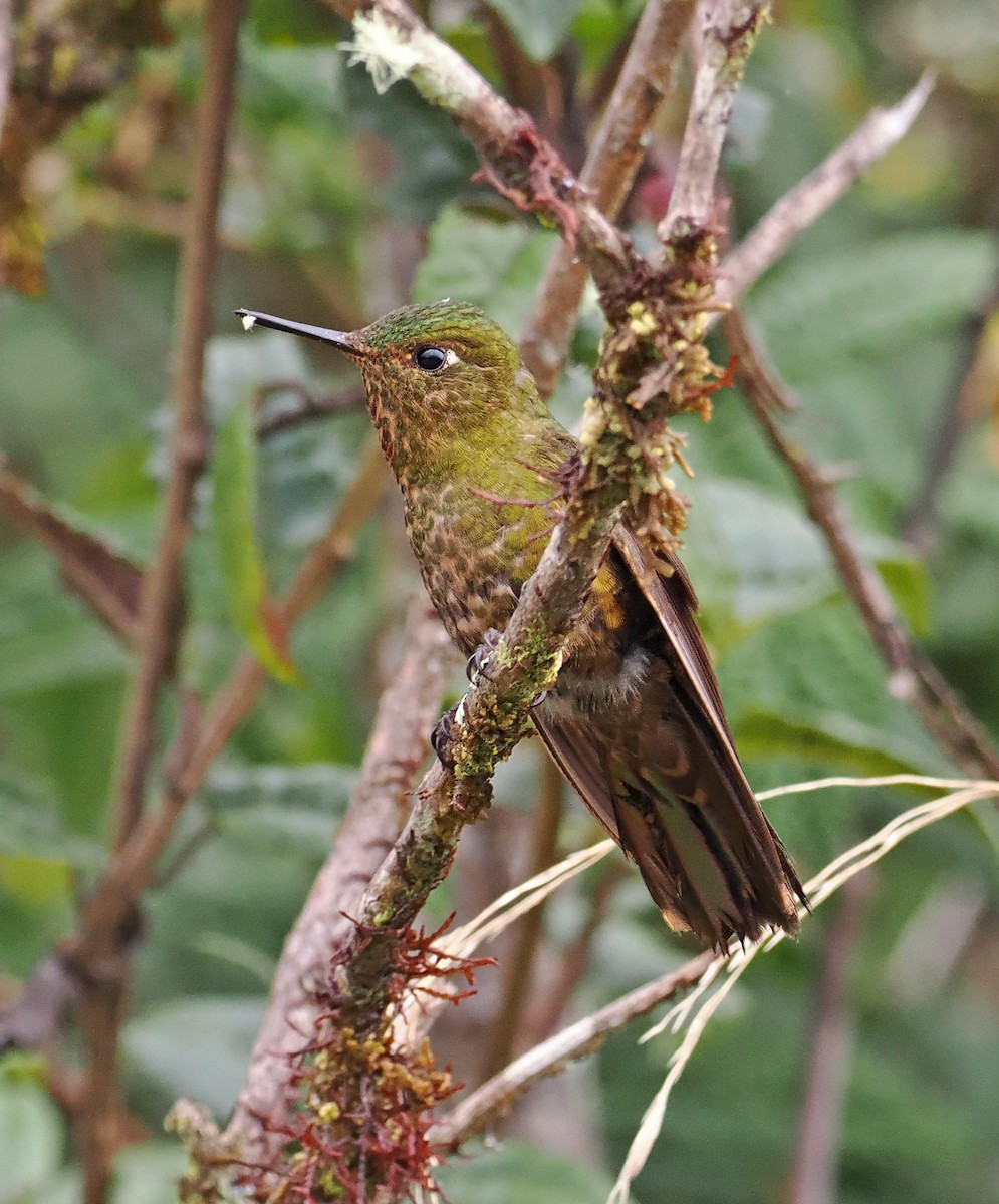 Fire-throated Metaltail - ML589411191