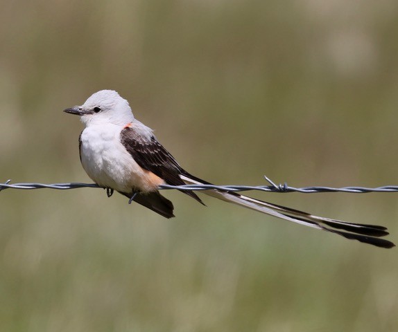 Scissor-tailed Flycatcher - Brenda Dunham