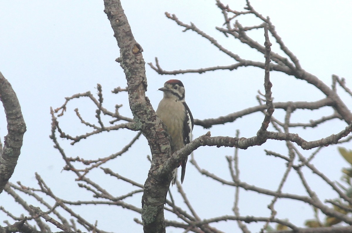 Himalayan Woodpecker - CHANDRA BHUSHAN