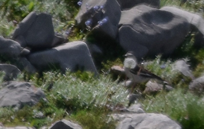 White-winged Snowfinch - ML589422911