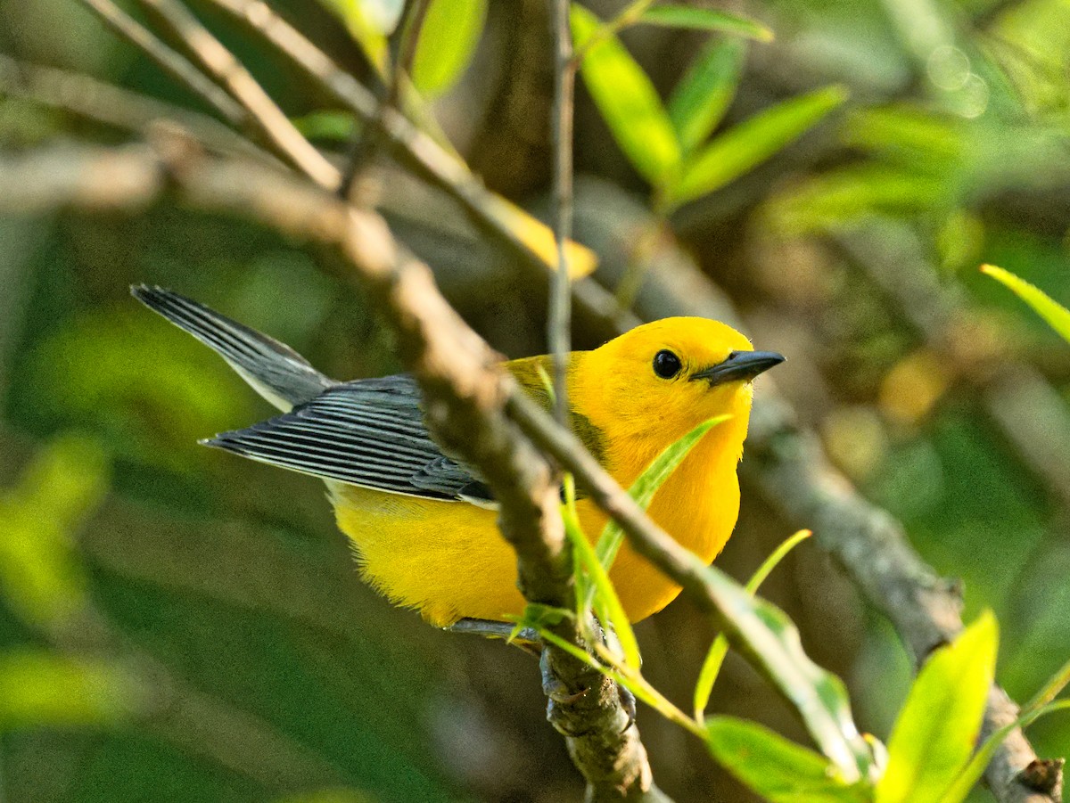 Prothonotary Warbler - ML589425071