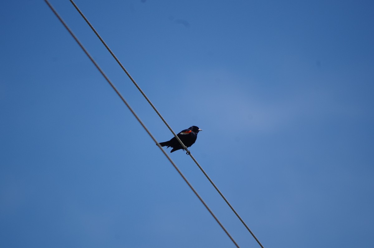 Red-winged Blackbird - ML589427521