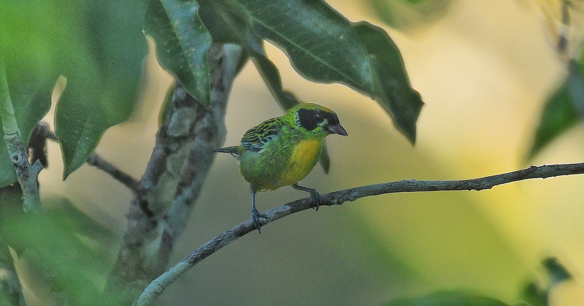 Green-and-gold Tanager - Beto Guido Méndez