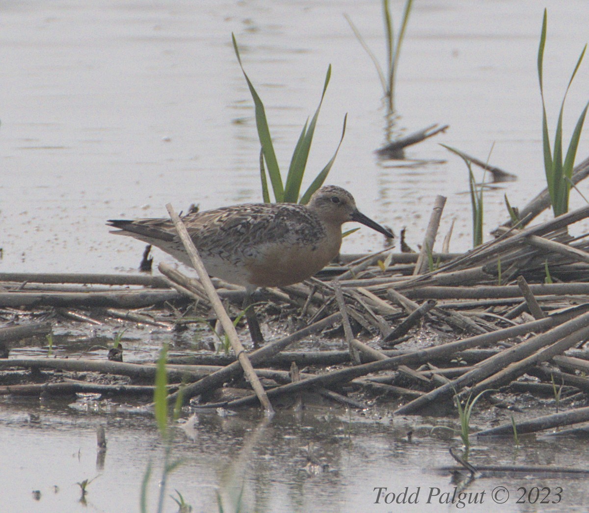 Ebird Checklist Jun Pte Mouillee Sga Species Other Taxa