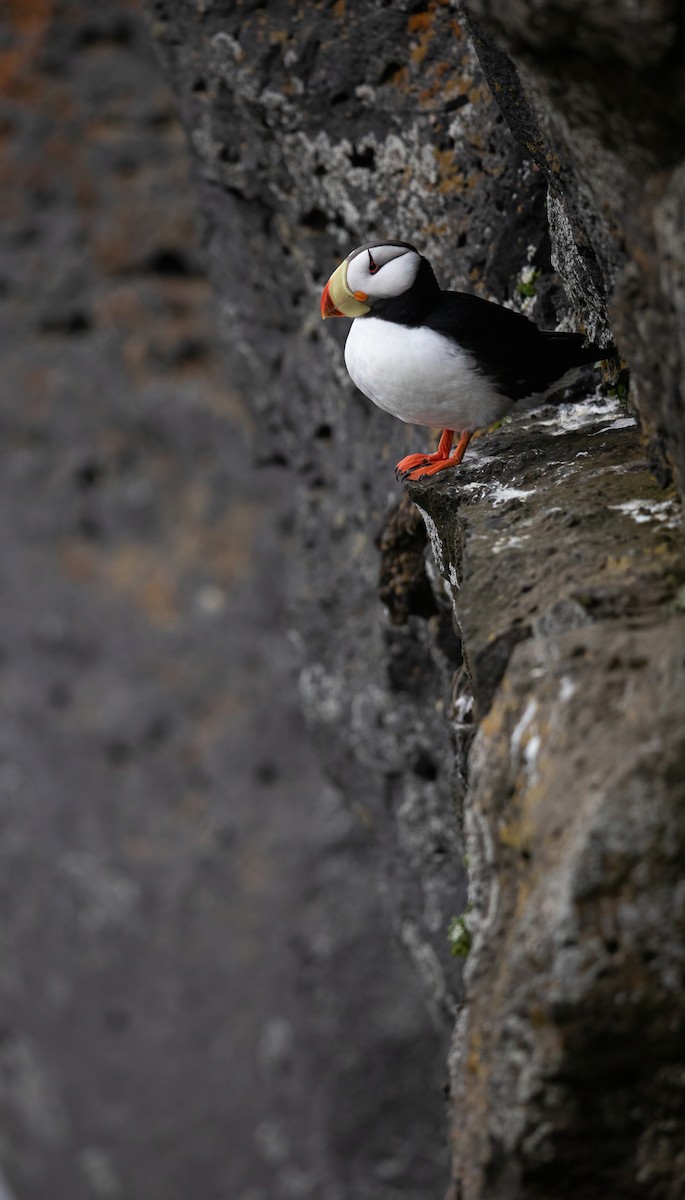Horned Puffin - ML589433501