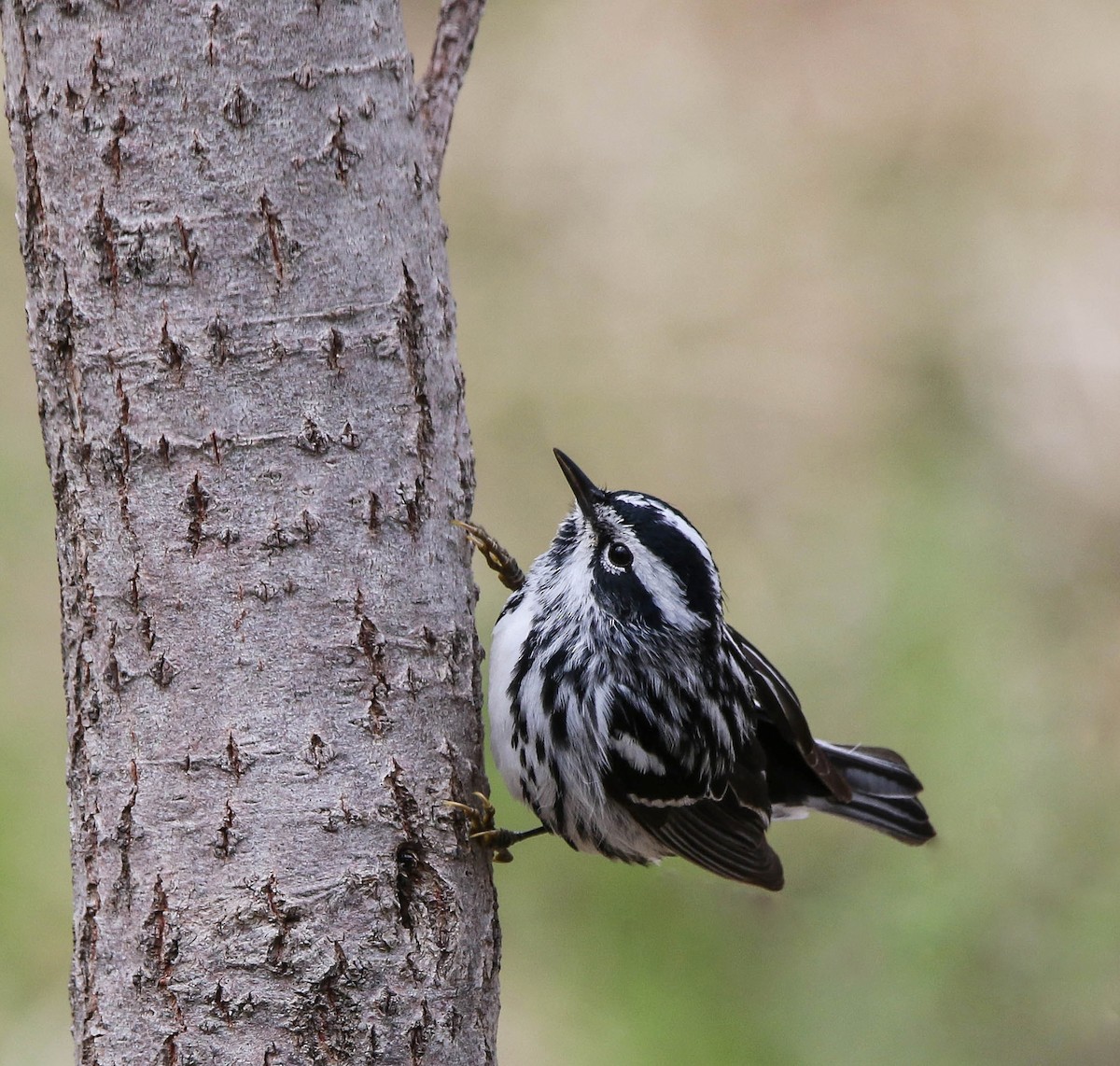 Black-and-white Warbler - ML58943591