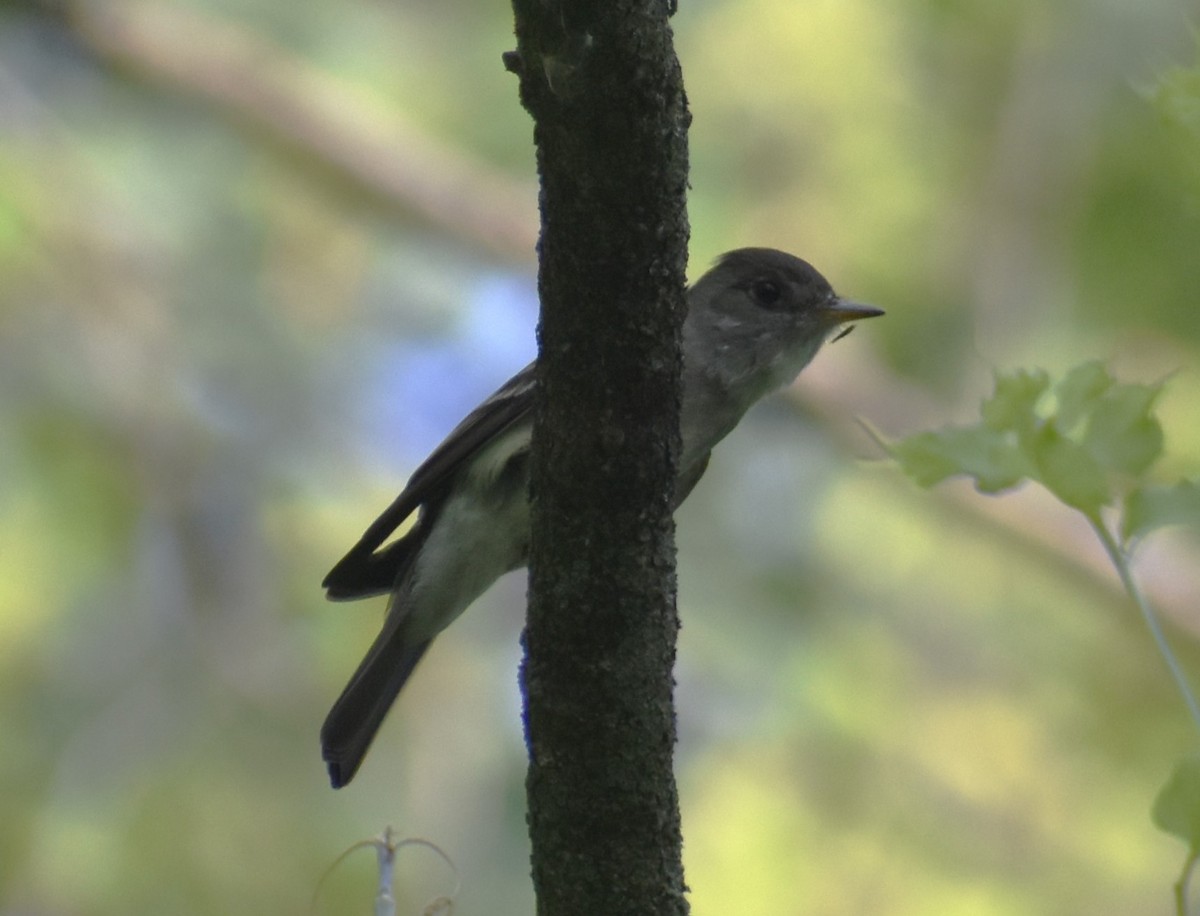 eBird Checklist - 29 Jun 2023 - Mallard Lake Forest Preserve - 48 species