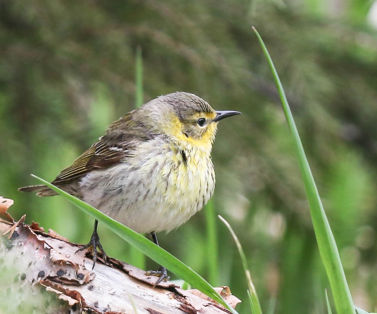 Cape May Warbler - ML58943791