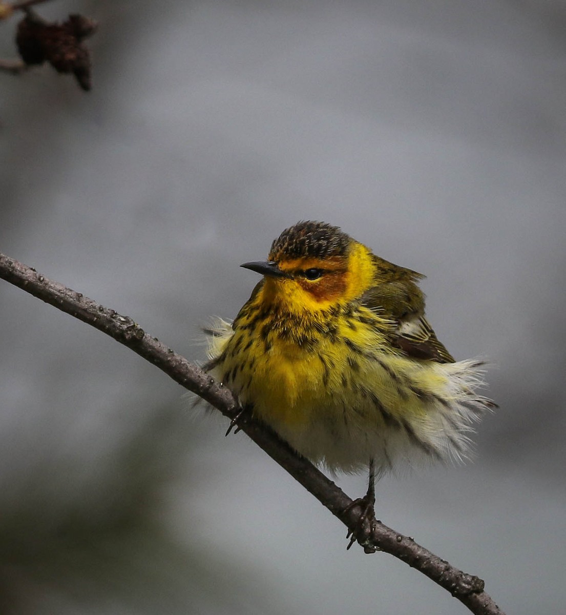 Cape May Warbler - ML58943801