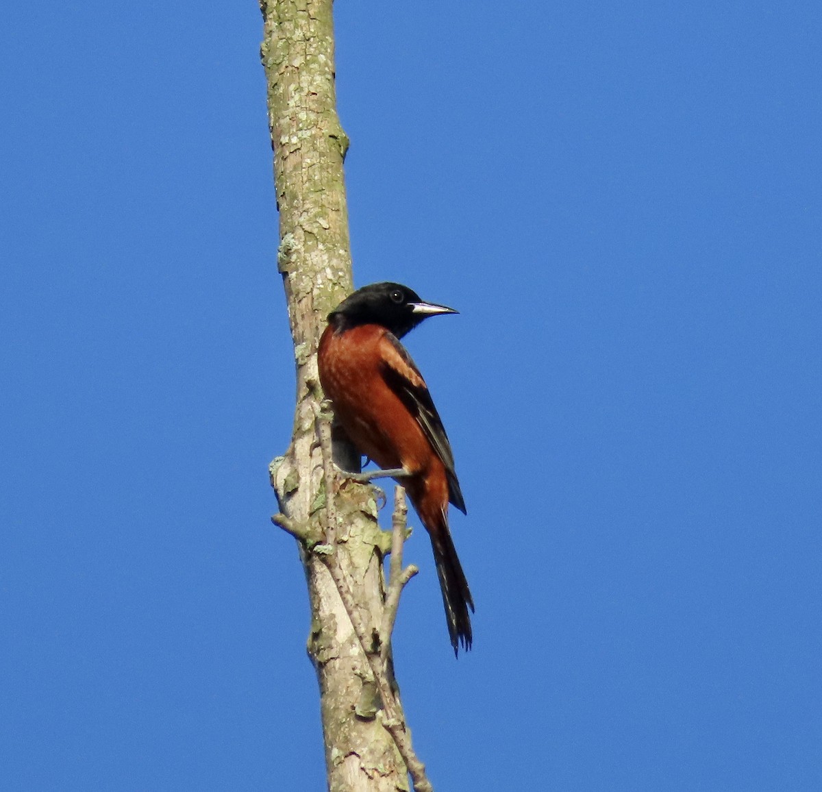 Orchard Oriole - ML589438561