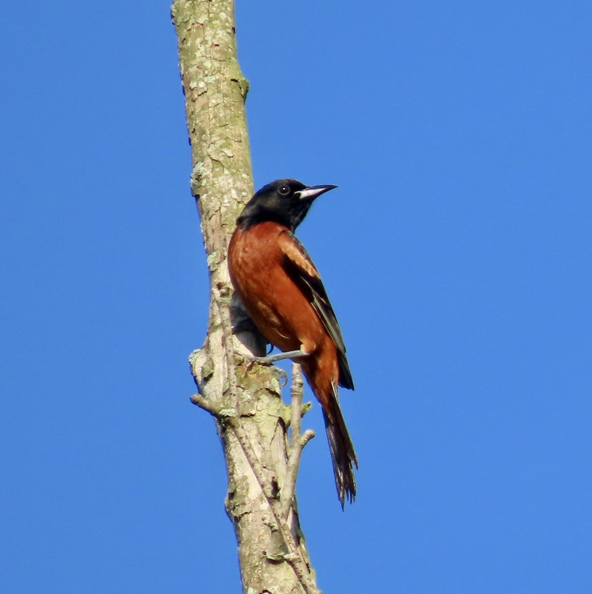 Orchard Oriole - ML589438571