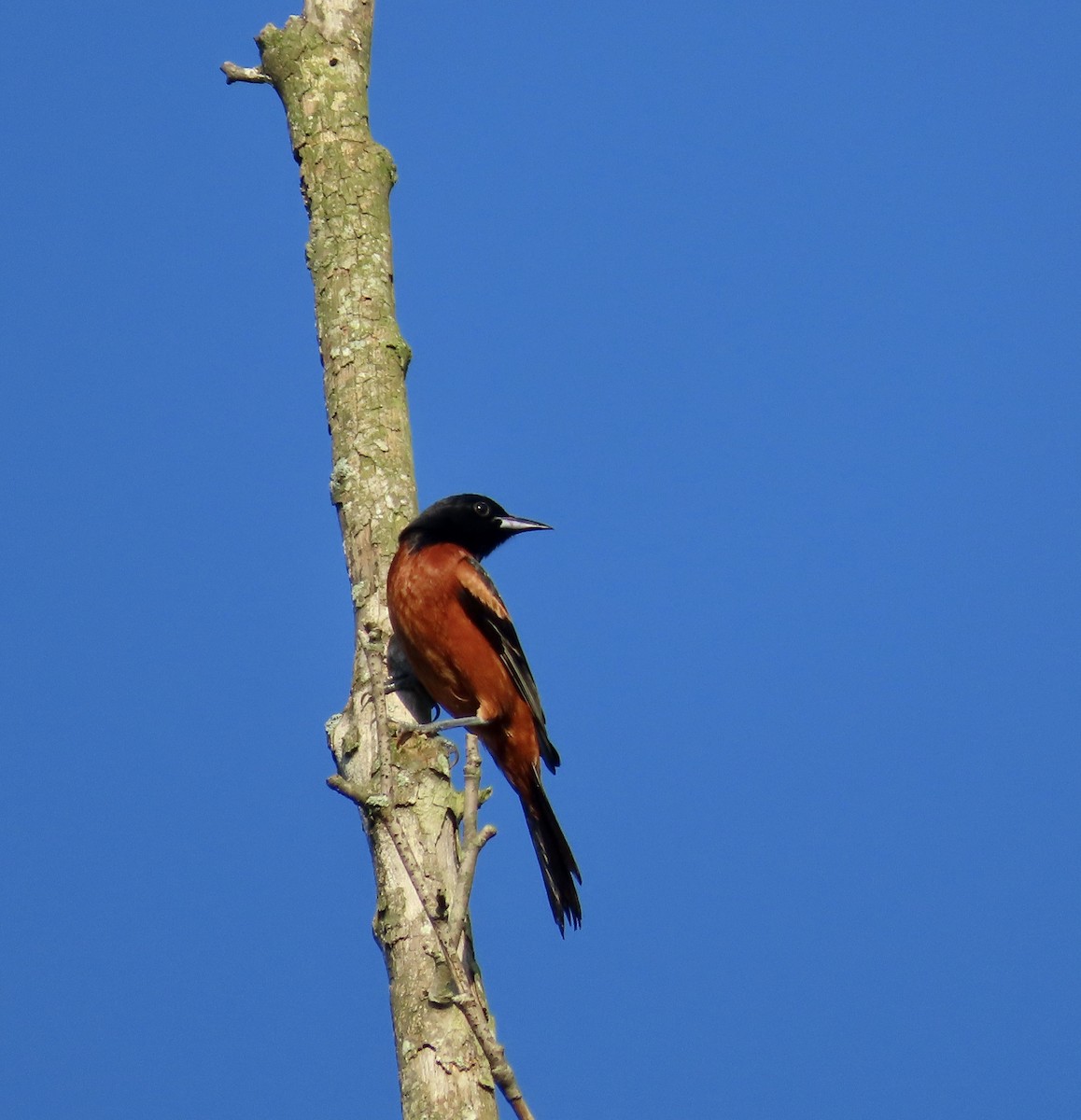 Orchard Oriole - ML589438581