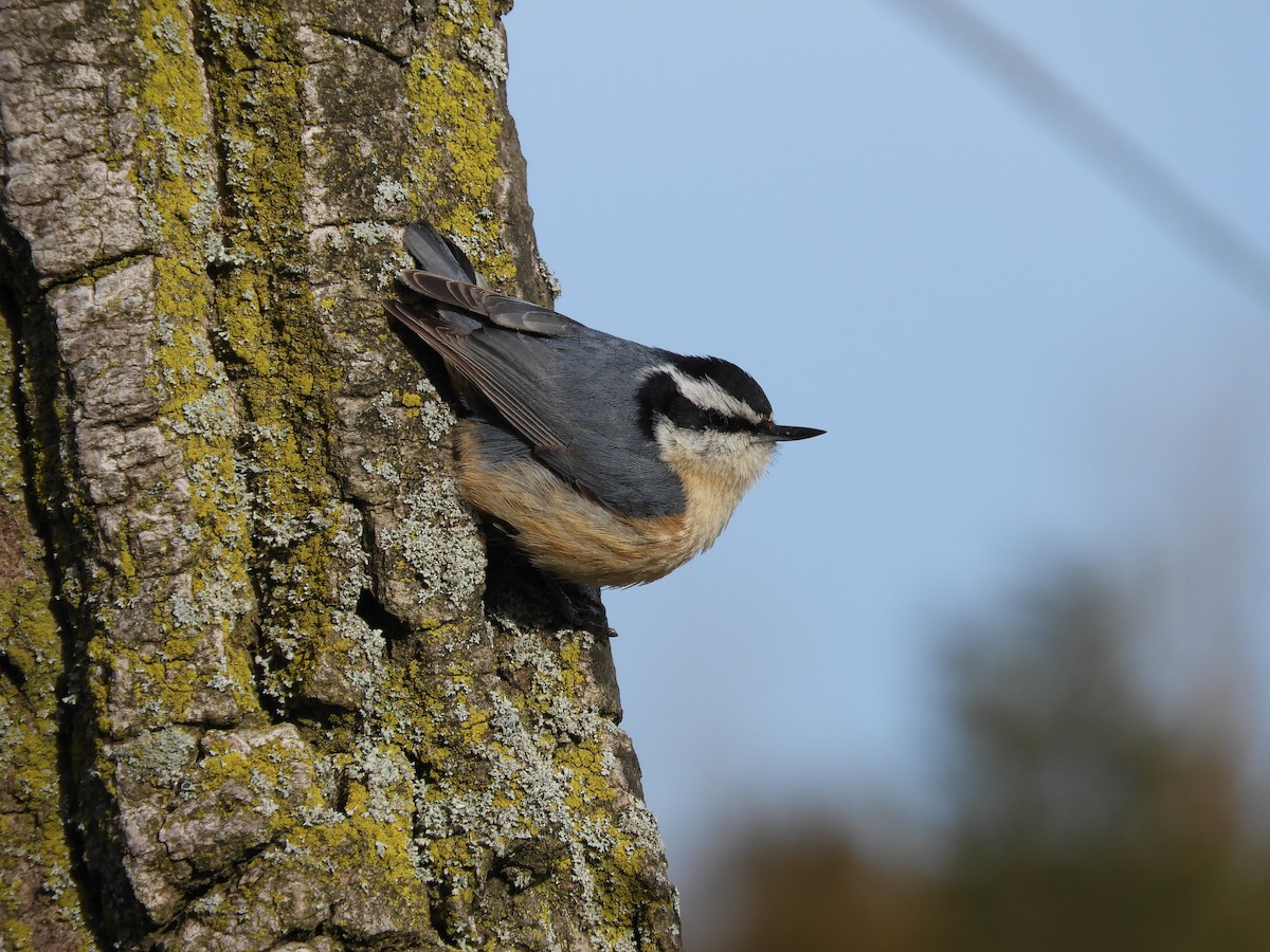 Red-breasted Nuthatch - ML58944061