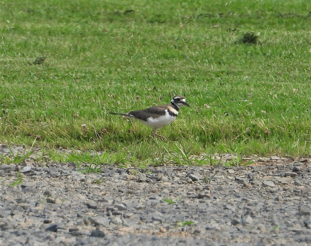ML589440841 Killdeer Macaulay Library