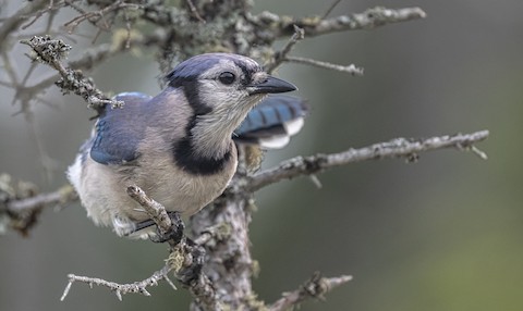 Blue Jay - Vermont eBird