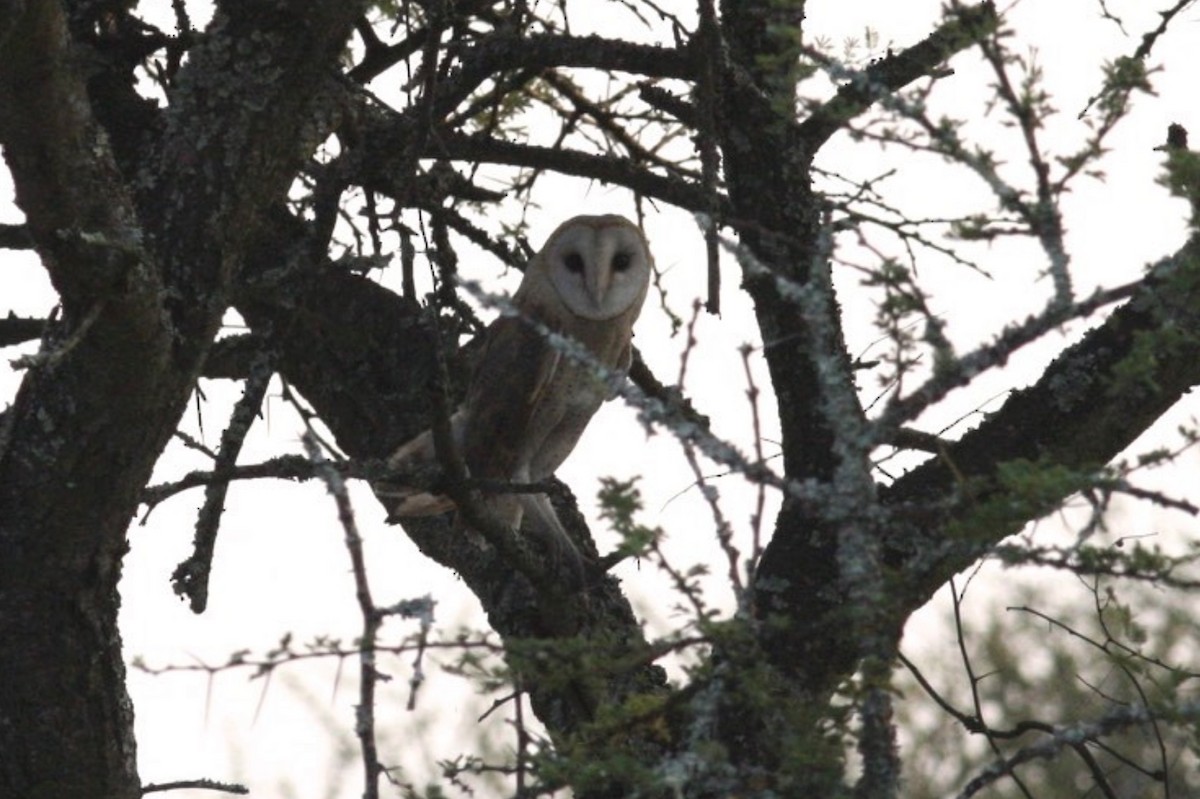 Barn Owl (African) - ML589442031