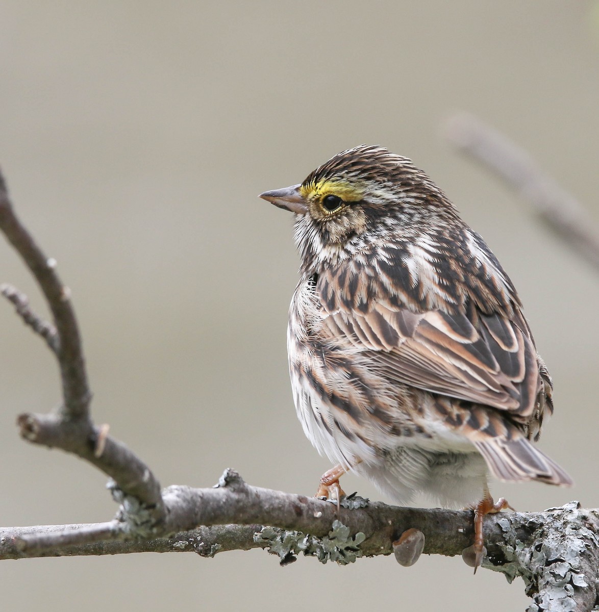 Savannah Sparrow - ML58944271
