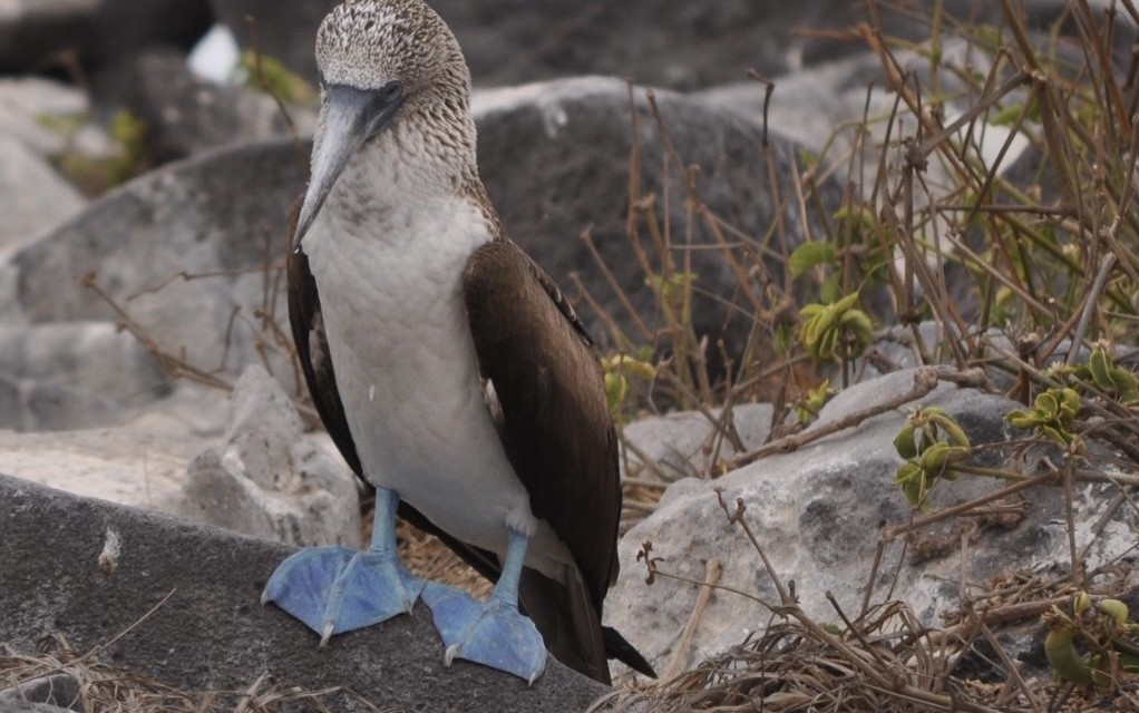Blue-footed Booby - ML589443291