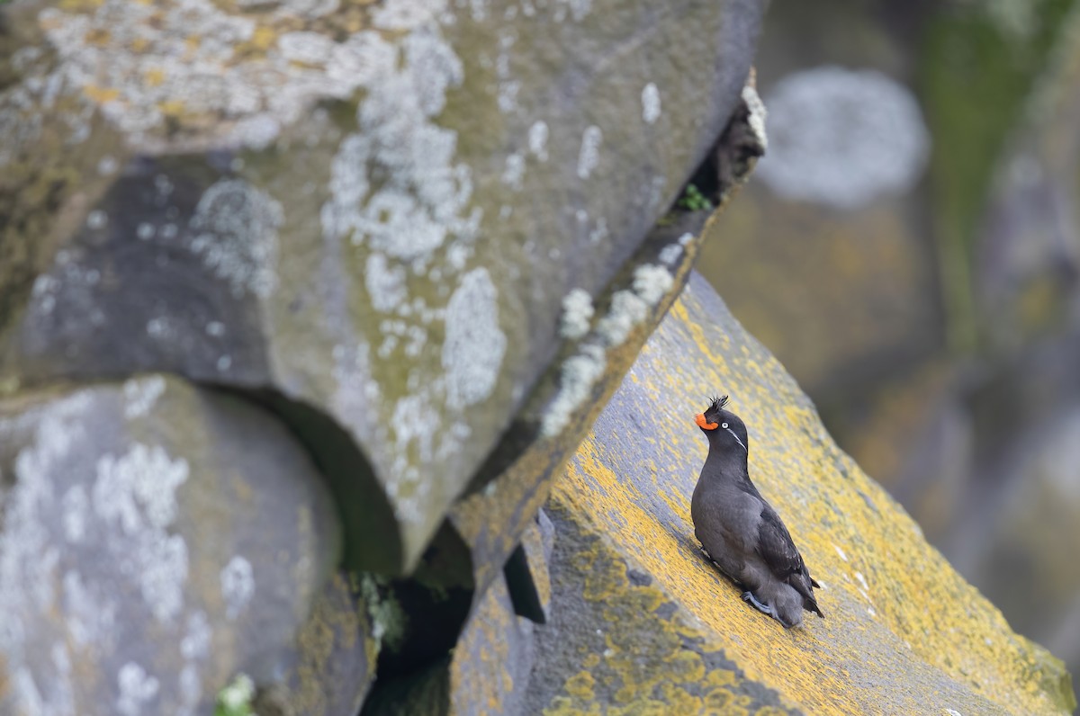 Crested Auklet - Joey  Hausler