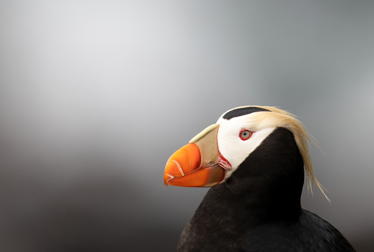 Tufted Puffin - ML589443691