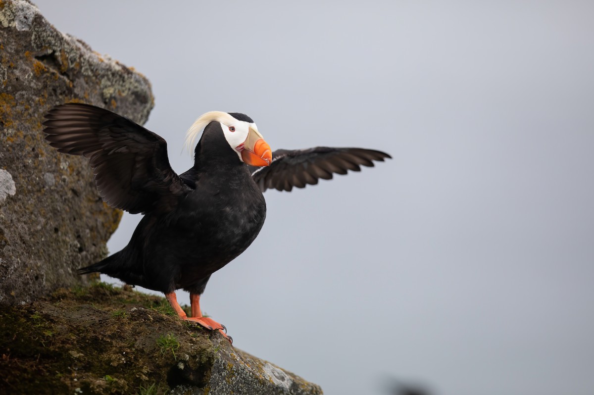 Tufted Puffin - ML589443701