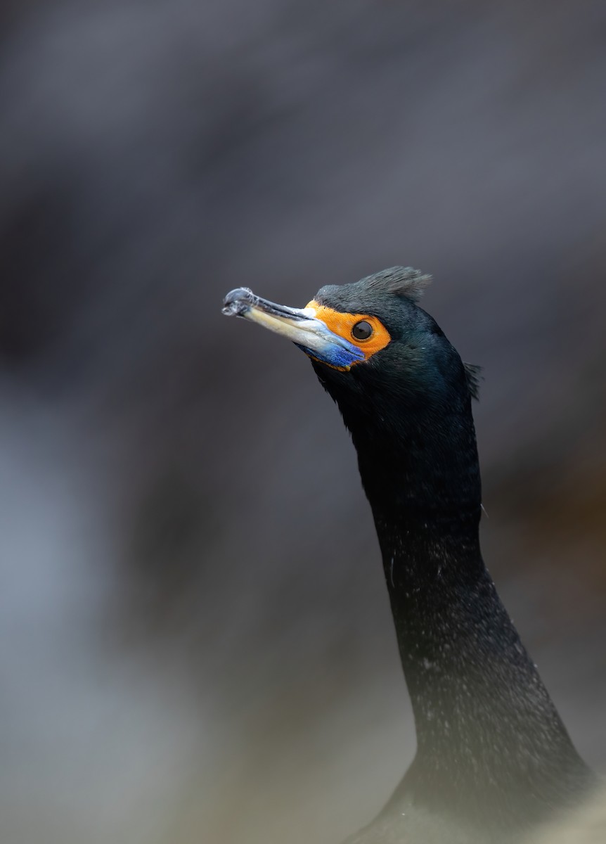 Red-faced Cormorant - ML589443721