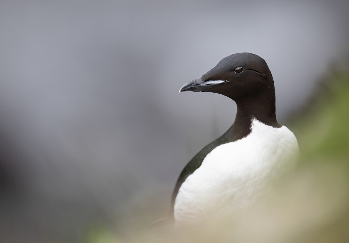 Thick-billed Murre - Joey  Hausler