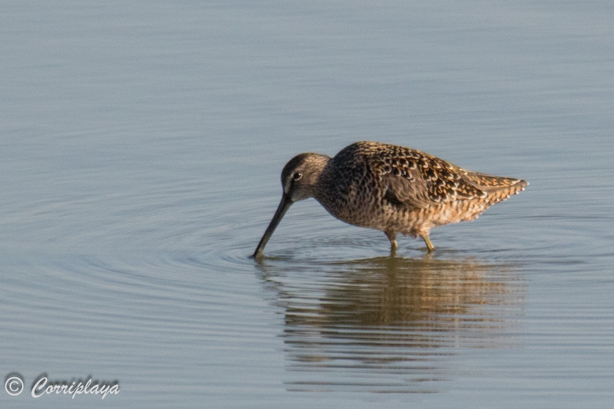 Long-billed Dowitcher - ML589443961