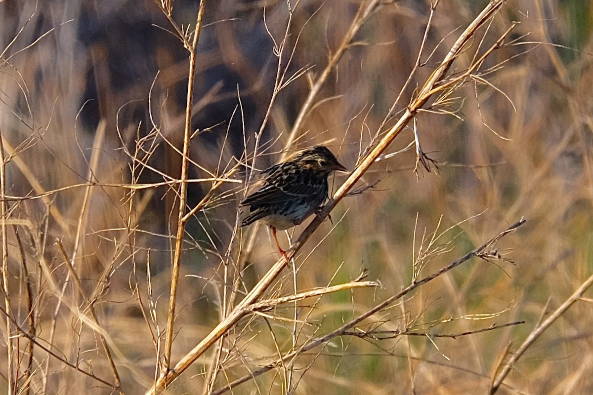 Savannah Sparrow - ML589448141