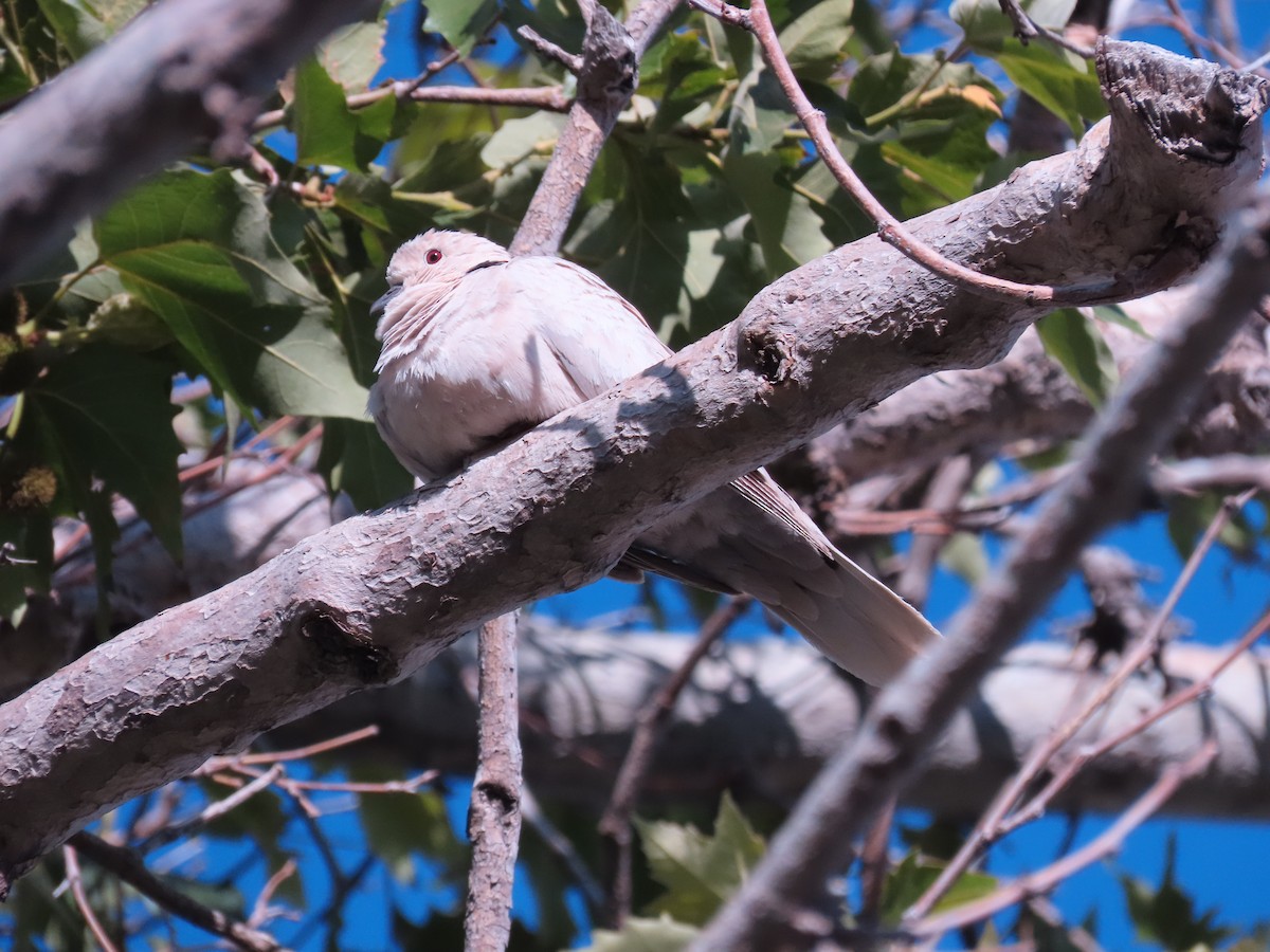 African Collared-Dove - ML589453101