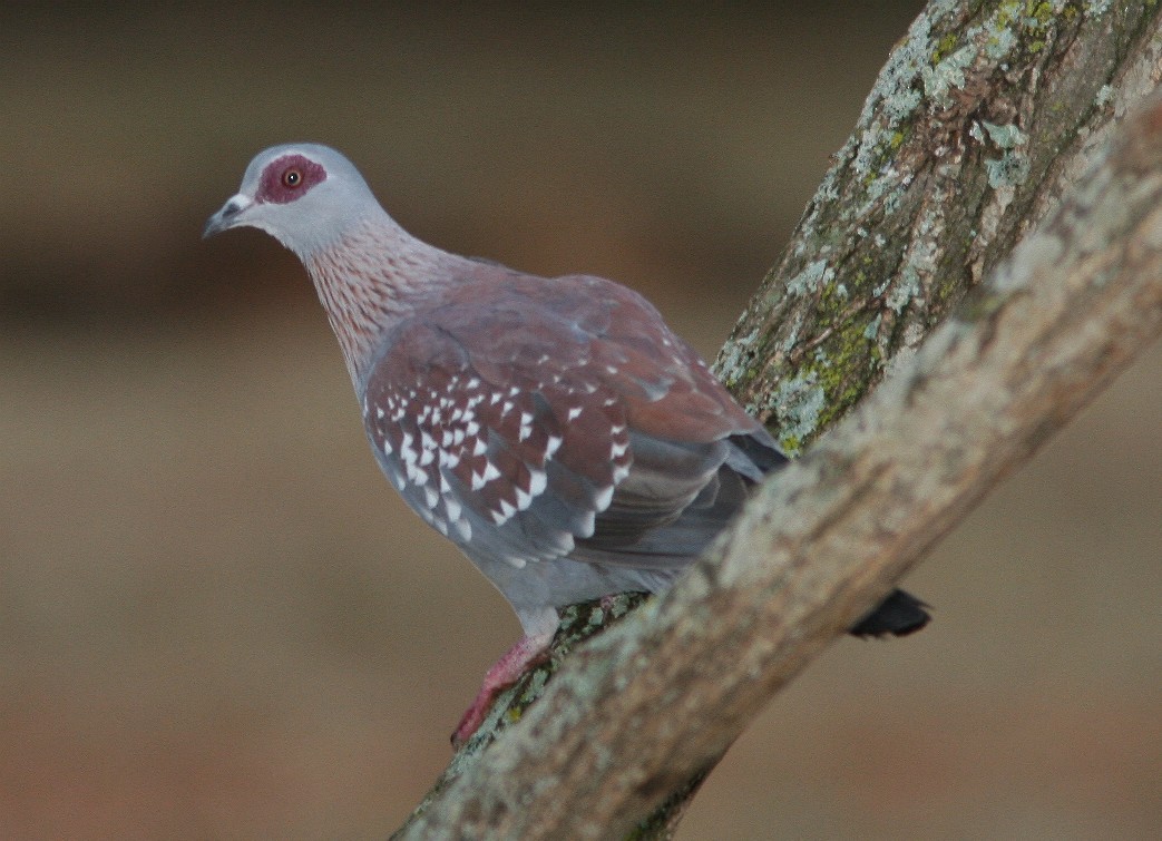 Speckled Pigeon - ML58945511