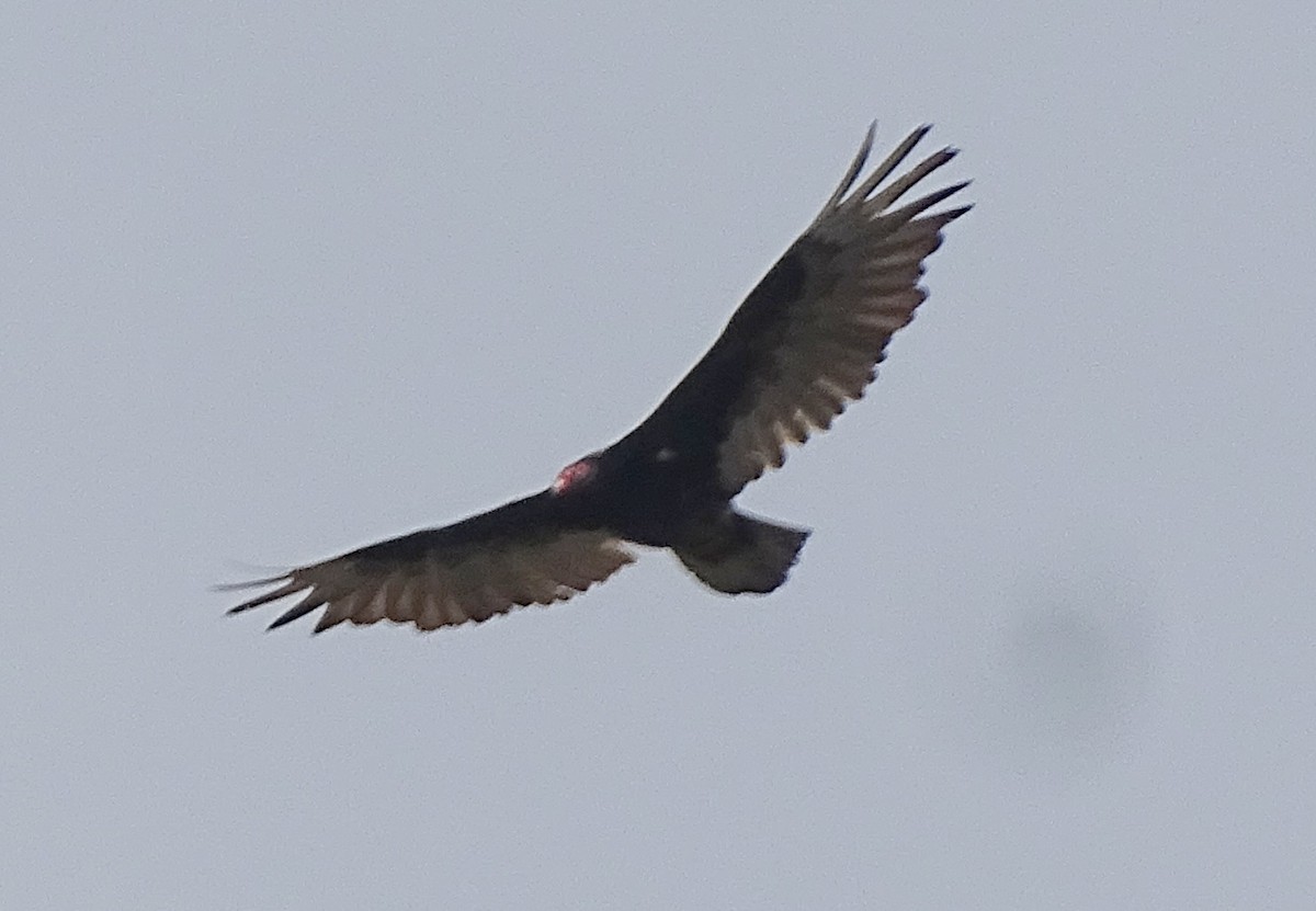 Turkey Vulture - ML589457481