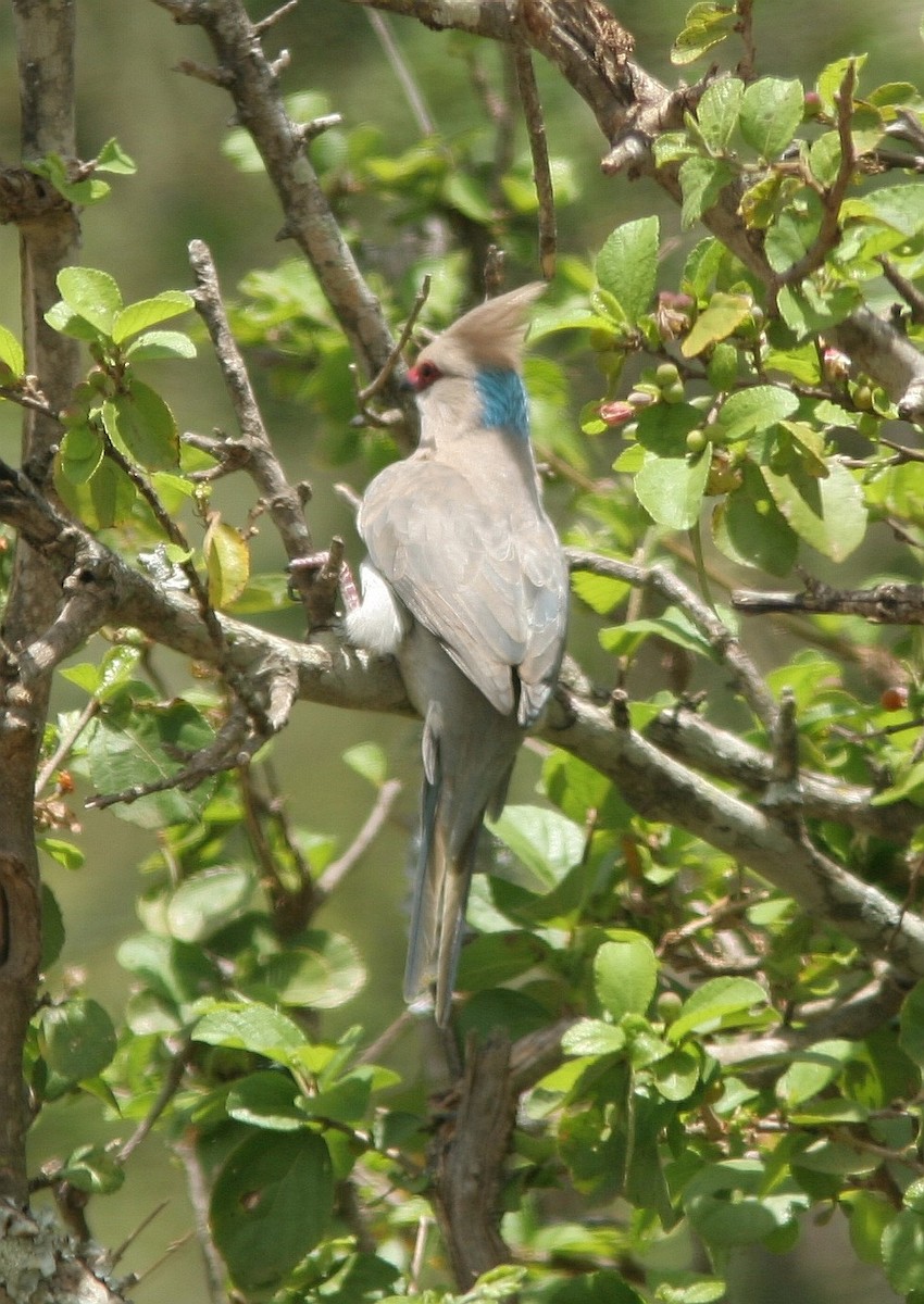 Blue-naped Mousebird - Brad Bergstrom