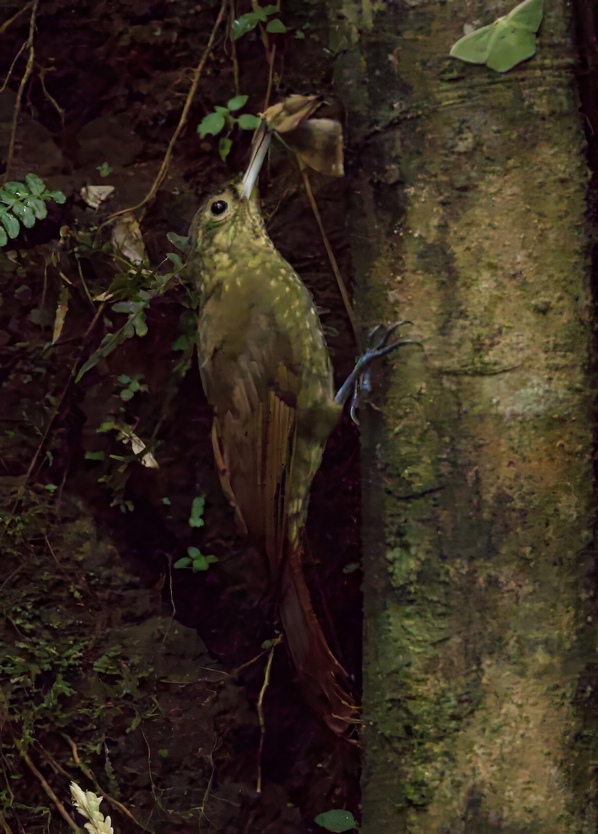 Spotted Woodcreeper - ML589463311