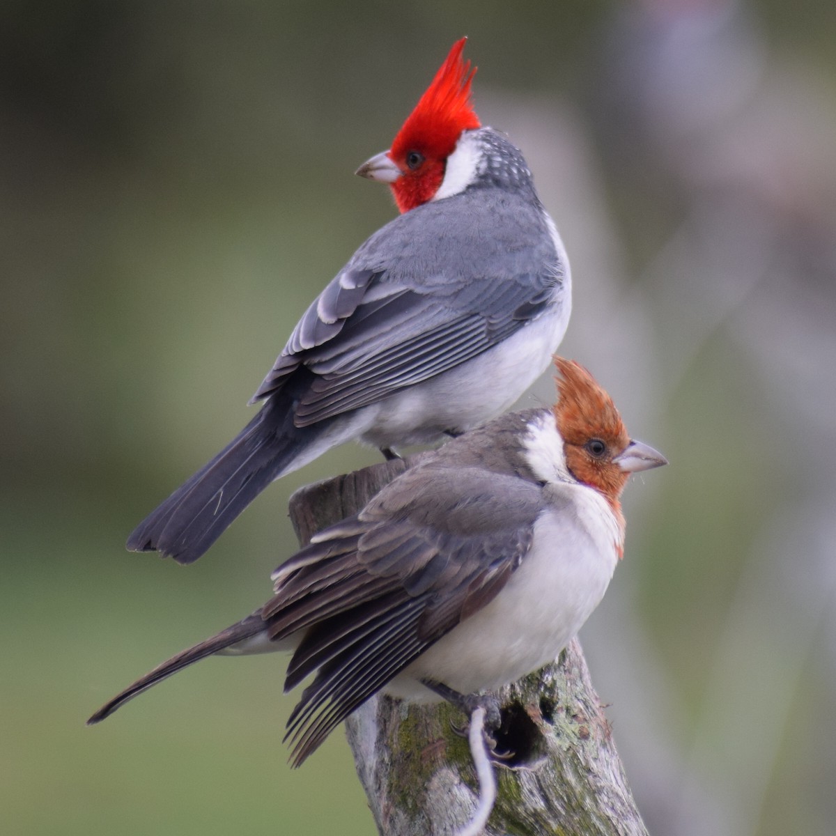 Red-crested Cardinal - ML589470141