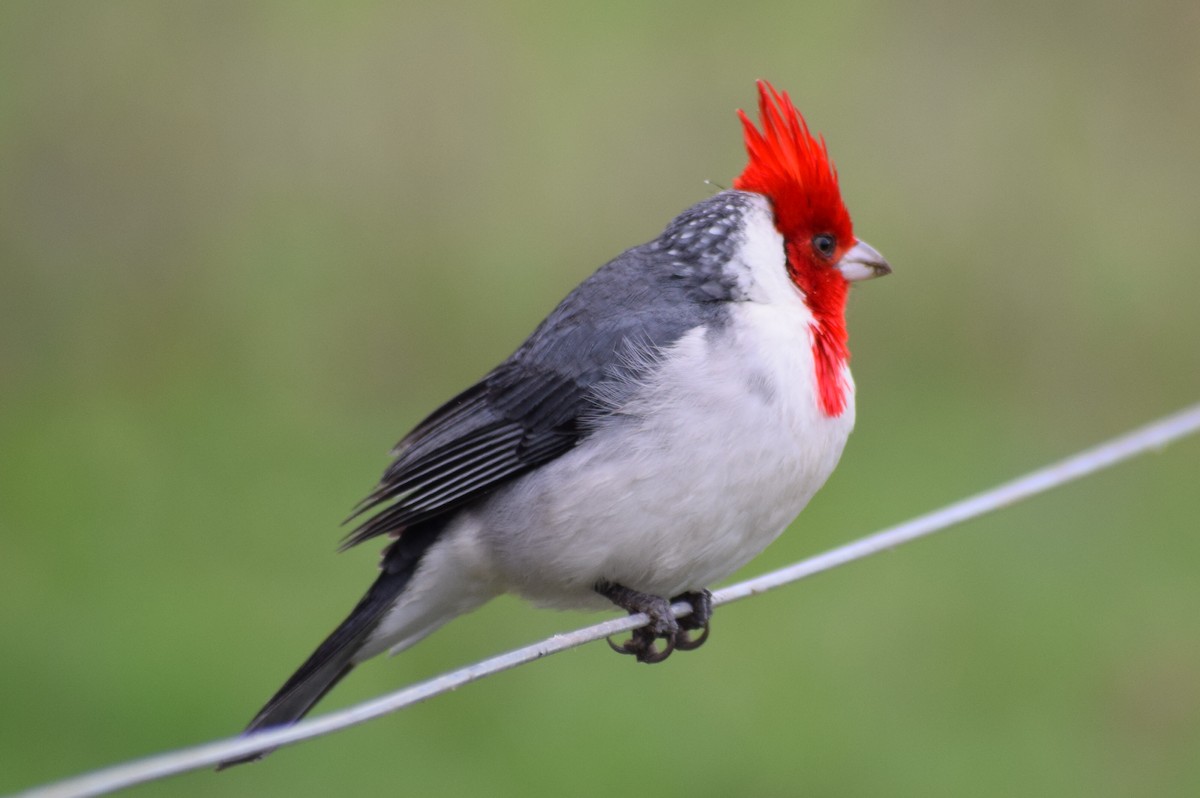 Red-crested Cardinal - ML589470151