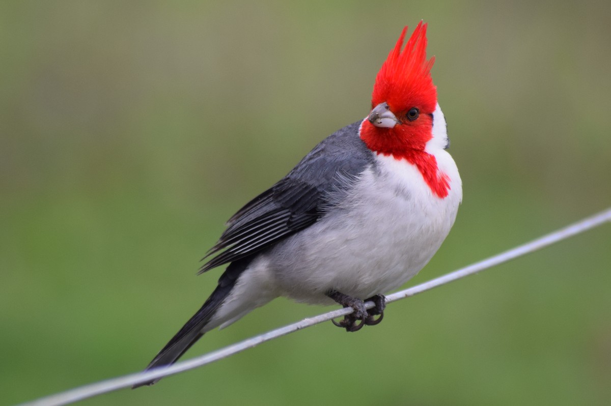 Red-crested Cardinal - ML589470181