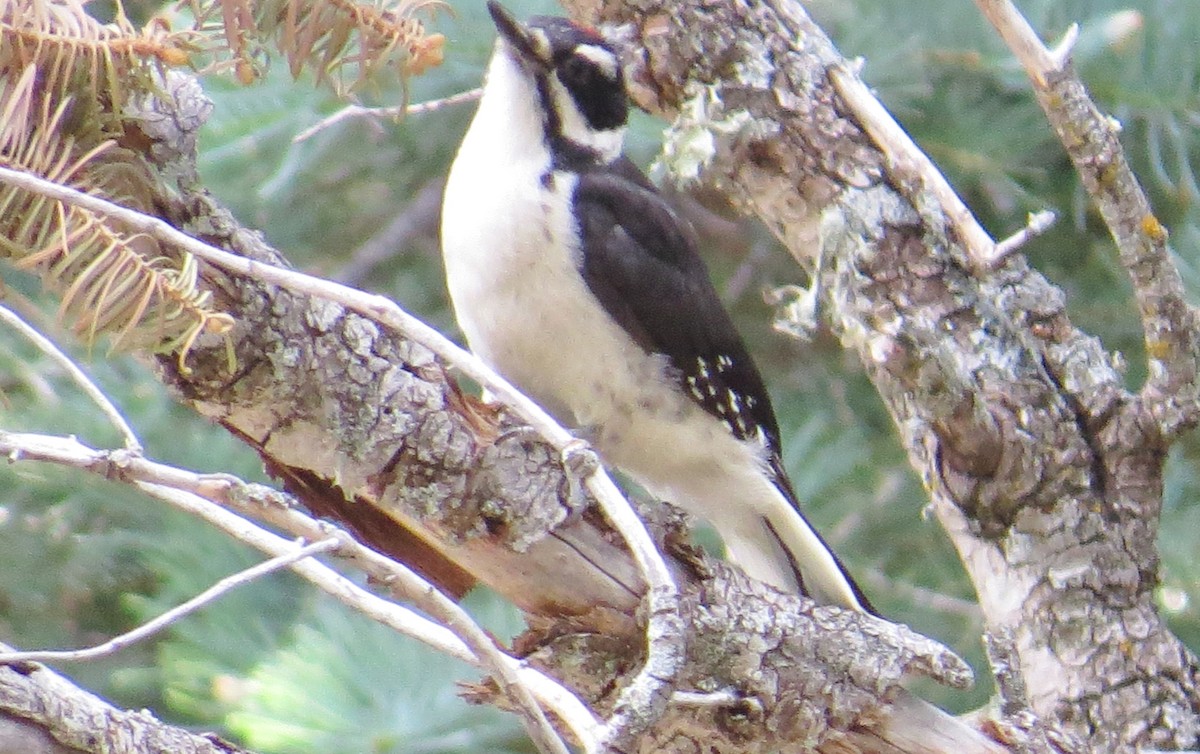 Ebird Checklist Jun Cibola Nf Capulin Spring Bernalillo And Sandoval Co Species