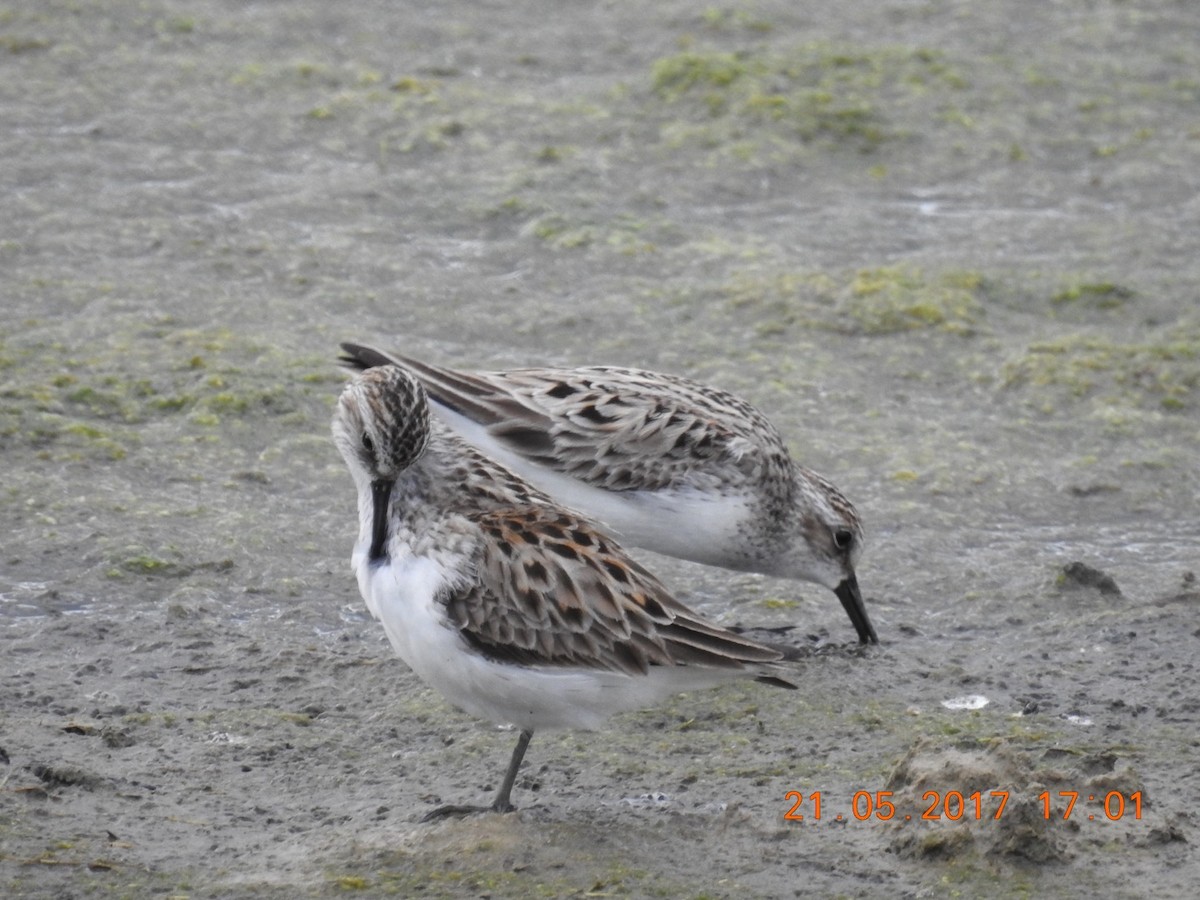 Semipalmated Sandpiper - Piping Plover