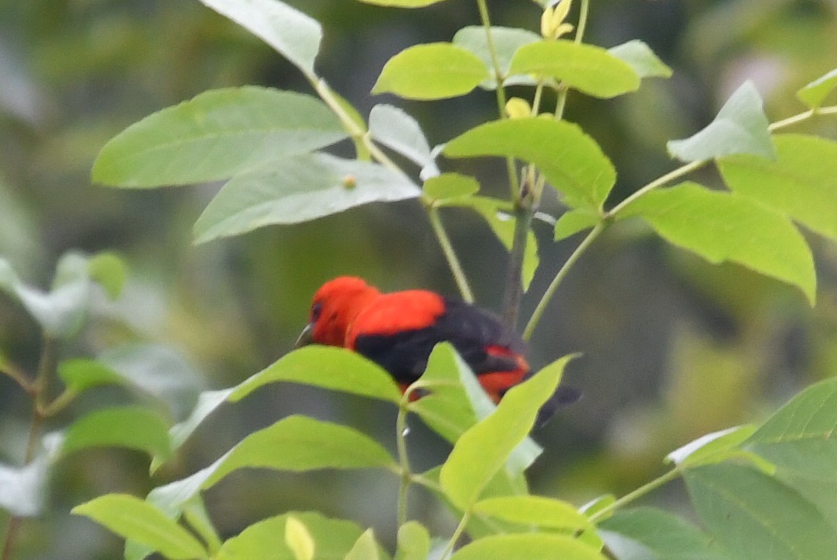 Scarlet Tanager - ML589479621