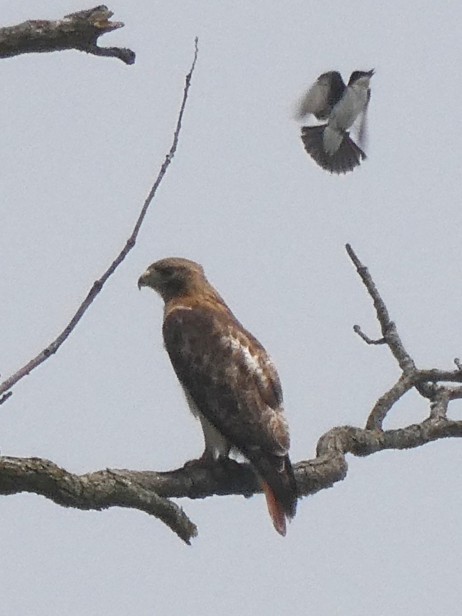 Red-tailed Hawk - ML589479821