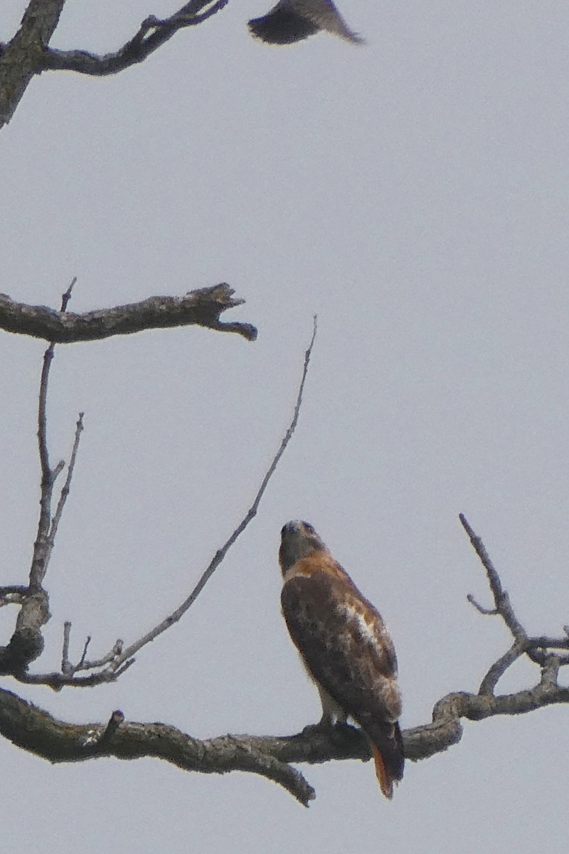 Red-tailed Hawk - K K