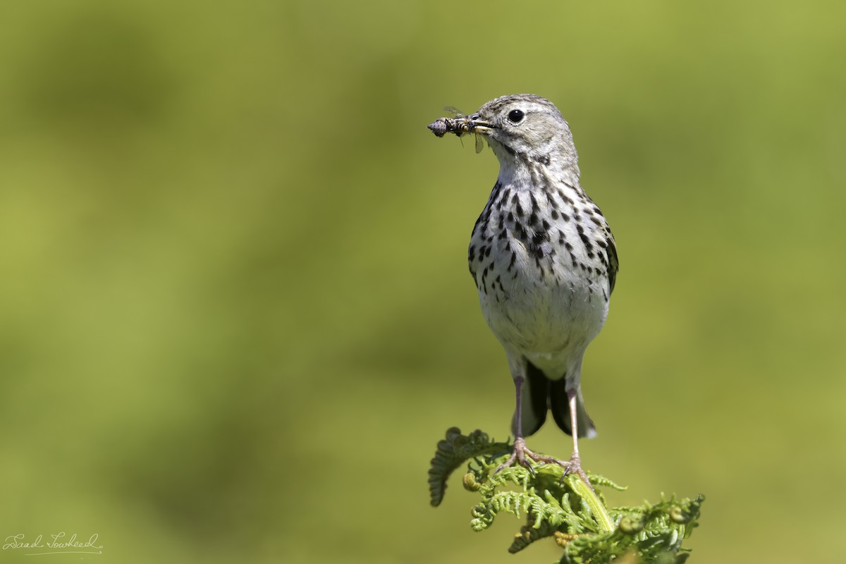 Meadow Pipit - ML589480501